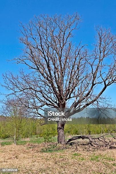 裸オークの春の時間 - オークの木のストックフォトや画像を多数ご用意 - オークの木, オーク林, ダメージ