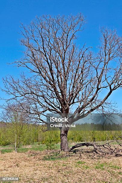 Reação De Carvalho Em Tempo De Primavera - Fotografias de stock e mais imagens de Antigo - Antigo, Ao Ar Livre, Bosque