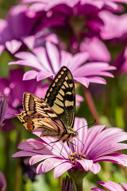 macaón en un campo lila daisy - lepidopteron fotografías e imágenes de stock