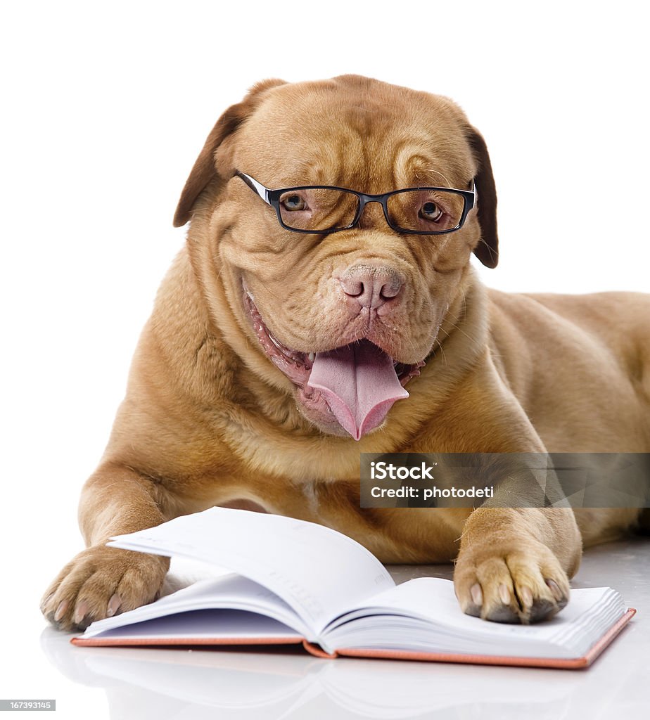 Собака читать книги - Стоковые фото Собака роялти-фри