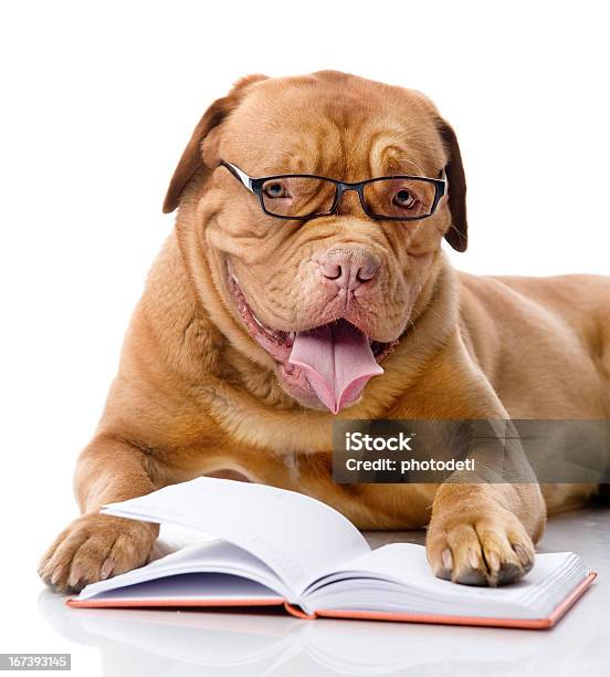 Собака Читать Книги — стоковые фотографии и другие картинки Собака - Собака, Образование, Читать