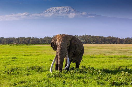 Old African Elephant with giant tusks grazing in front of Kilimanjaro