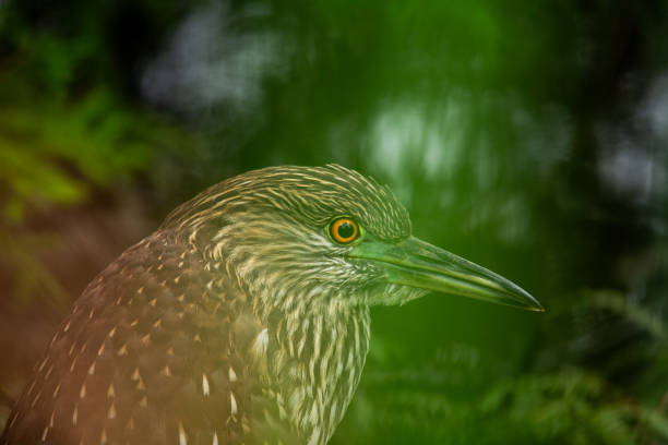 istock Black-Crowned Night Heron (Nycticorax nycticorax) Juvenile in California 1673942236