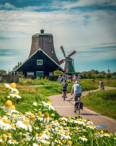 Zaanse Schans, Zaandam, Holland -July 18, 2023: Back rear view of couple riding bikes among daisy flowers and windmills in the background.