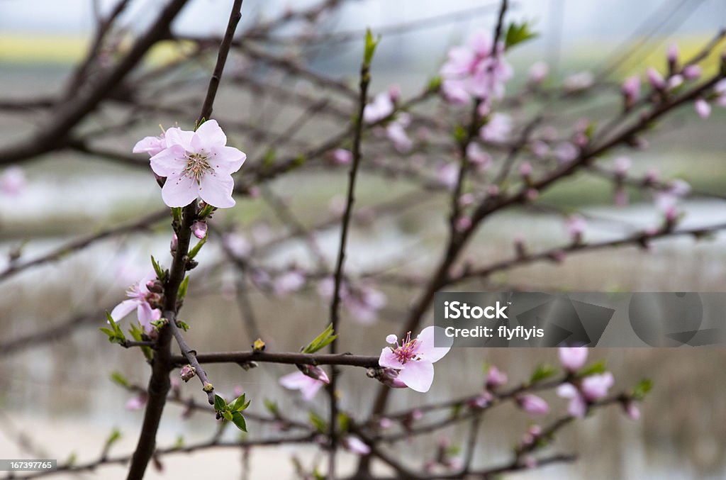 桃の花 - おしべのロイヤリティフリーストックフォト