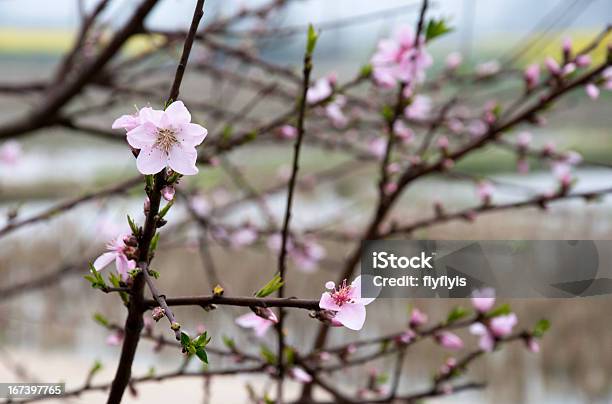 桃の花 - おしべのストックフォトや画像を多数ご用意 - おしべ, クローズアップ, ピンク色