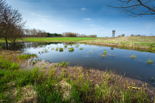 A small pond in a meadow, a spring view in eastern Poland