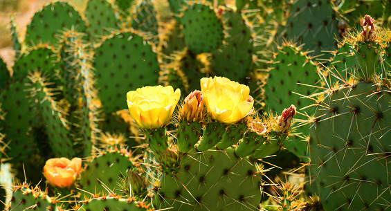 Large and widespread green prickly pear cactus with yellow blossom