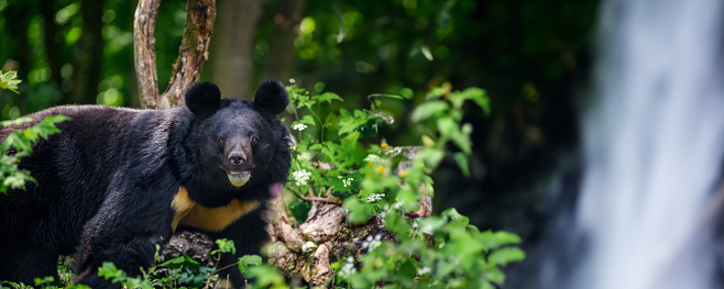 Close Asiatic black bear (Ursus thibetanus) in summer forest with waterfall. Wildlife scene from nature