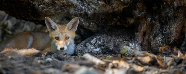 istock Red fox, vulpes vulpes in forest. Close wild predators in natural environment 1673981903