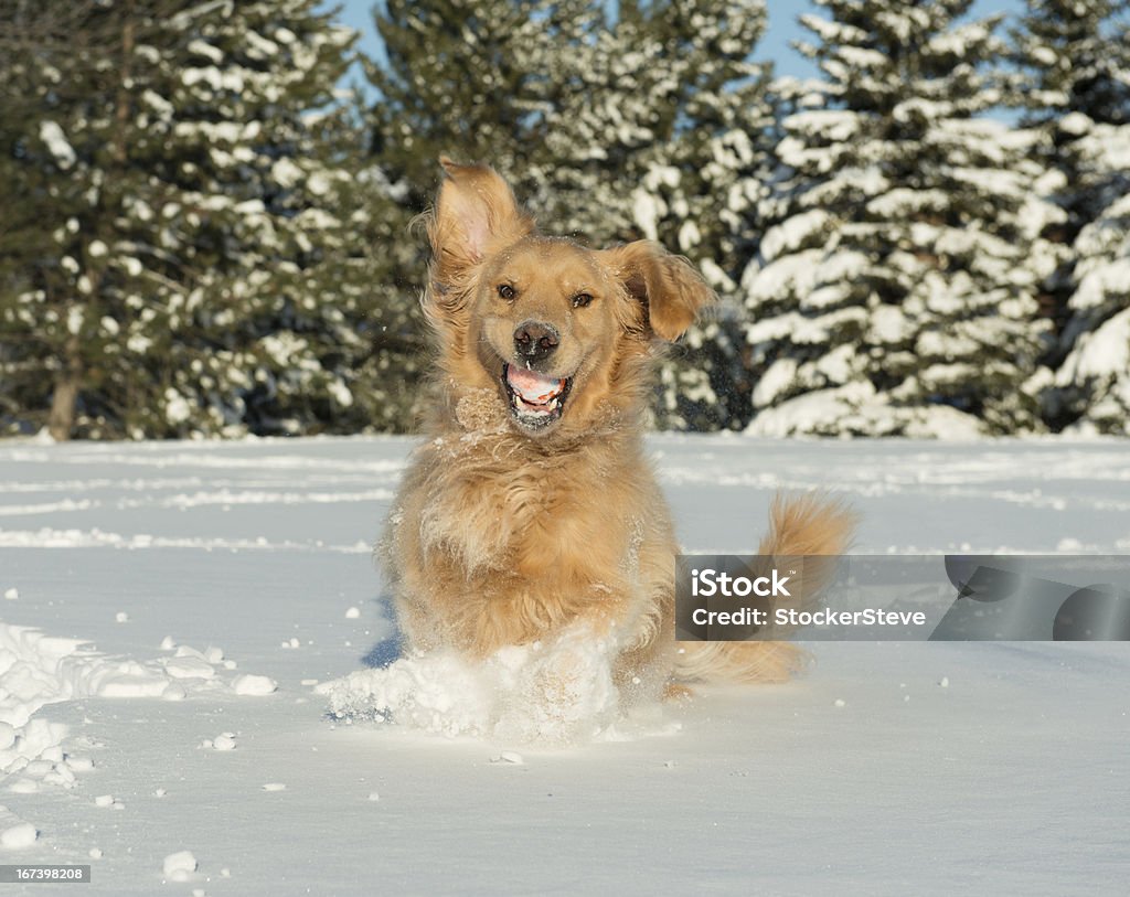 Funny Face Perro en la nieve con - Foto de stock de Aire libre libre de derechos