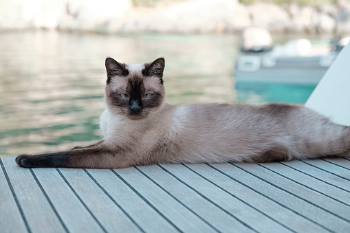 cute siamese cat female lying on deck of sailing boat, relaz lazy afternoon