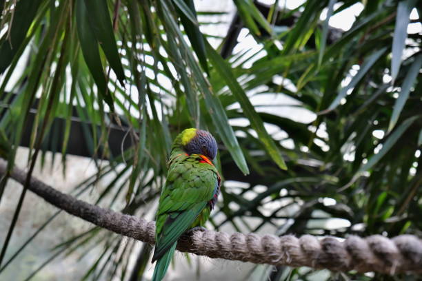 istock Rainbow Lorikeet perched on a rope in the trees 1673985994