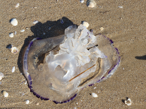 Dead jellyfish beached on the sand