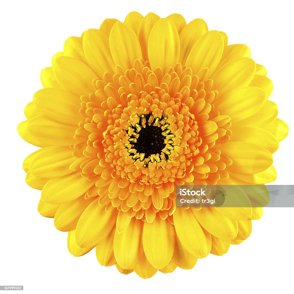 Perfeito de flores Gerbera Amarela, isolada no branca Macro - Foto de stock de Amarelo royalty-free