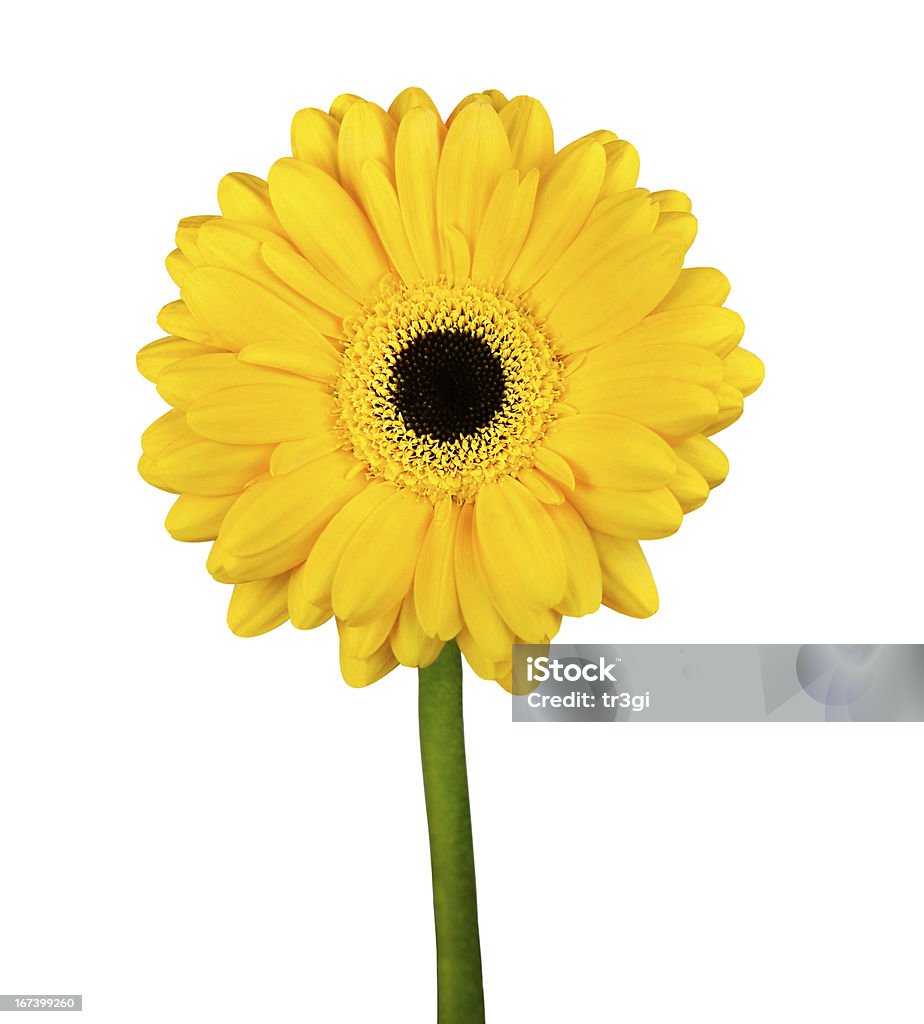 Gerbera Fiore giallo con Verde stelo isolato - Foto stock royalty-free di Arancione