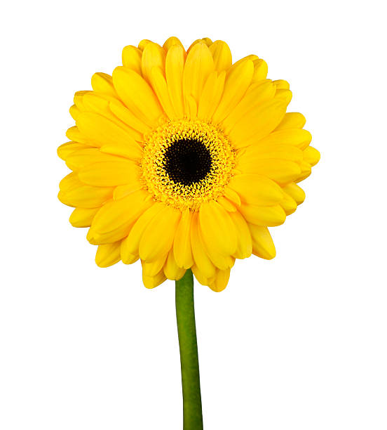 istock Yellow Gerbera Flower with Green Stem Isolated 167399260