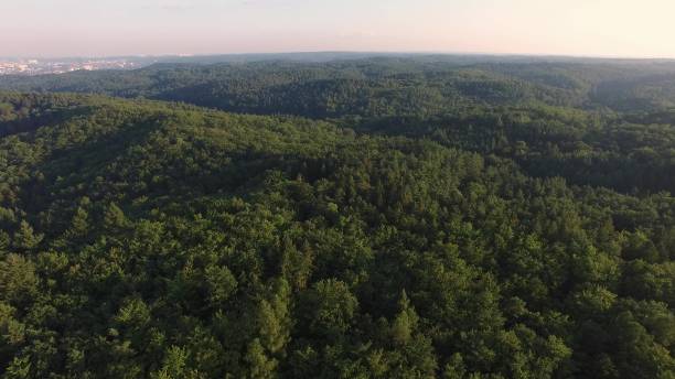 istock Aerial of Summer Forest Green Treetops 1673993309