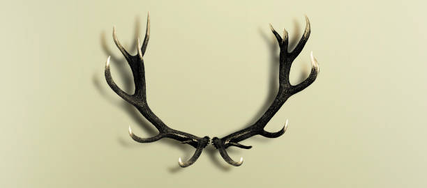 A cozy, rustic-themed room showcasing mounted deer heads, bear rugs, antler decor, and wood accents, providing a warm and natural hunting lodge ambiance.