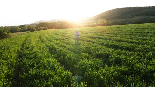 istock Aerial view of farmer examining wheat crops with drone at sunset in spring. 1673997366