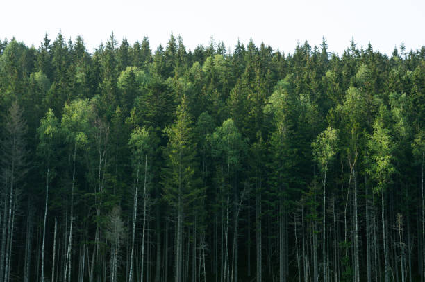istock Woodland High Mountains 1674001581