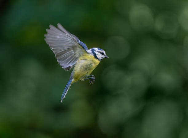 Bluetit mid air before landing on a bird feeder in my back yard.