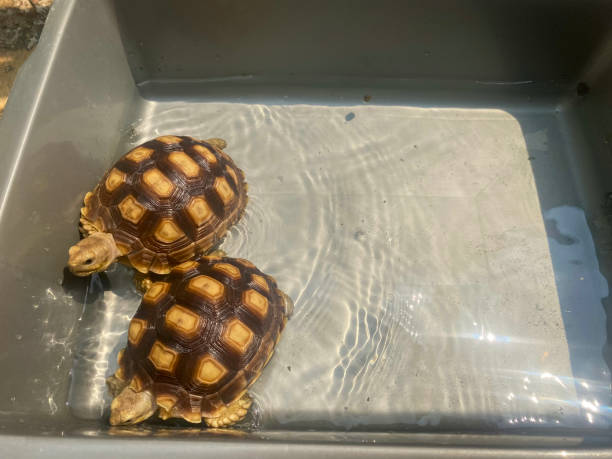 istock sulcate tortoises 1674003334