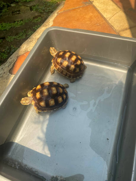 istock sulcate tortoises 1674004616