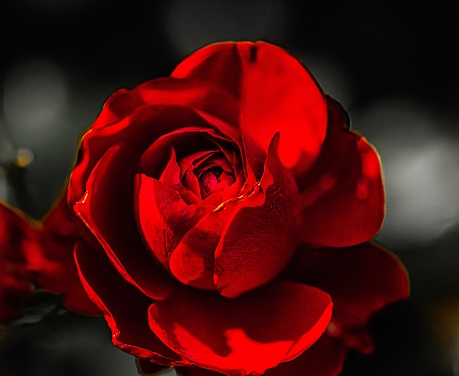 Makro Aufnahme von einer Rose