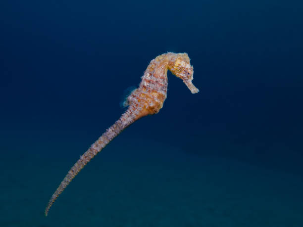 istock Golden seahorse in mid-water 1674010819