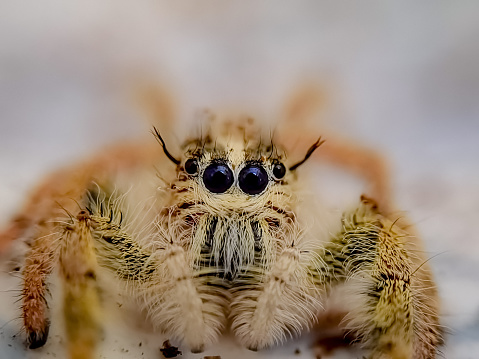 Close Up View of Jumping Spider Eyes