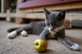 Gray domestic cat, licking her whiskers, while looking at apple