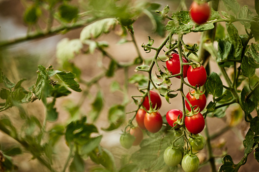 Cherry tomatoes growing, close-up of a garden.