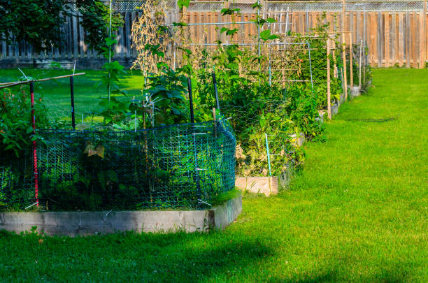 istock Raised garden beds in a community garden 1674038148