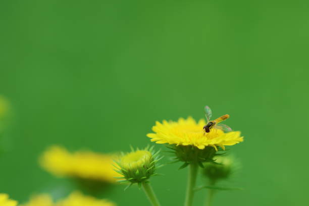 Both insect and flower are small in size. This is a close-up photo.