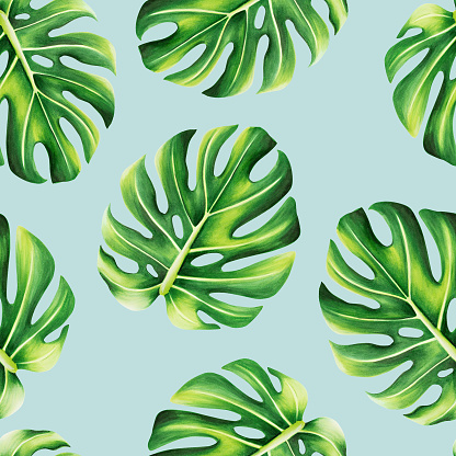 Watercolor seamless pattern with realistic tropical illustration of monstera isolated on white background. Beautiful botanical hand painted logo with floral elements. For designers, spa decoration, postcards, wedding, greetings, wallpapers, wrapping pap