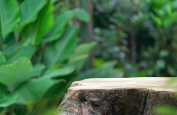 istock Wood tabletop podium floor in outdoors blur green leaf tropical forest nature background.cosmetic natural product mock up placement pedestal stand display,jungle summer concept. 1674064515