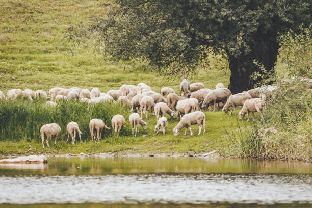 A flock of sheep and lambs on a meadow grazing green grass near the lake fringed with lush scenery.