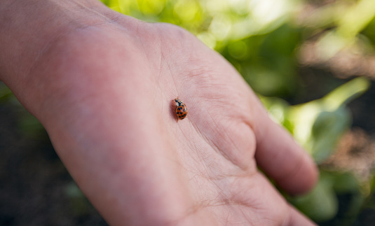 Hand, nature and a ladybug in the garden with a person outdoor for sustainability or agriculture closeup. Farming, spring and environment with an insect in a natural habitat as a part of wildlife