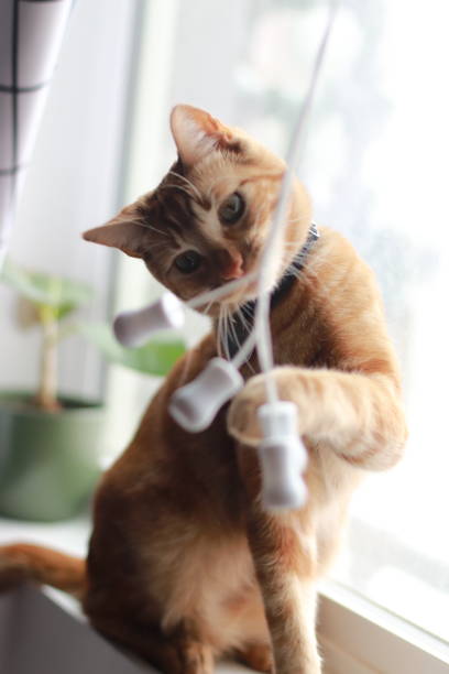 istock Orange domestic cat playing at a window frame 1674082143