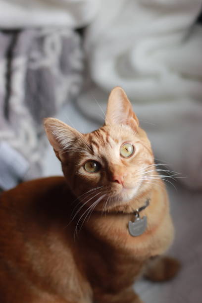 istock Orange domestic cat looking up at the camera 1674082154