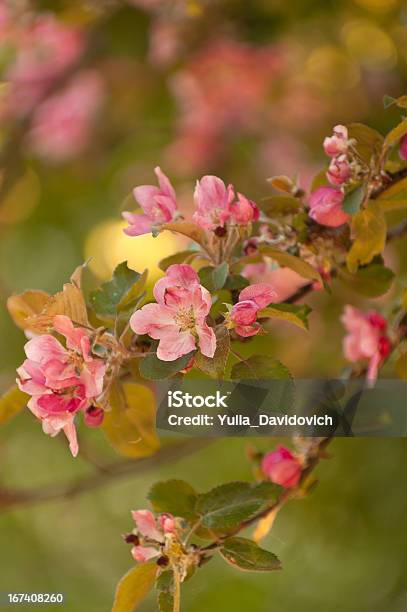 Galho Maçã Árvore Flores - Fotografias de stock e mais imagens de Ao Ar Livre - Ao Ar Livre, Cabeça de Flor, Cor de rosa