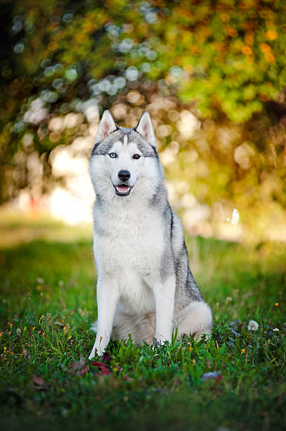 istock dog husky sits and looks at the camera 167408391