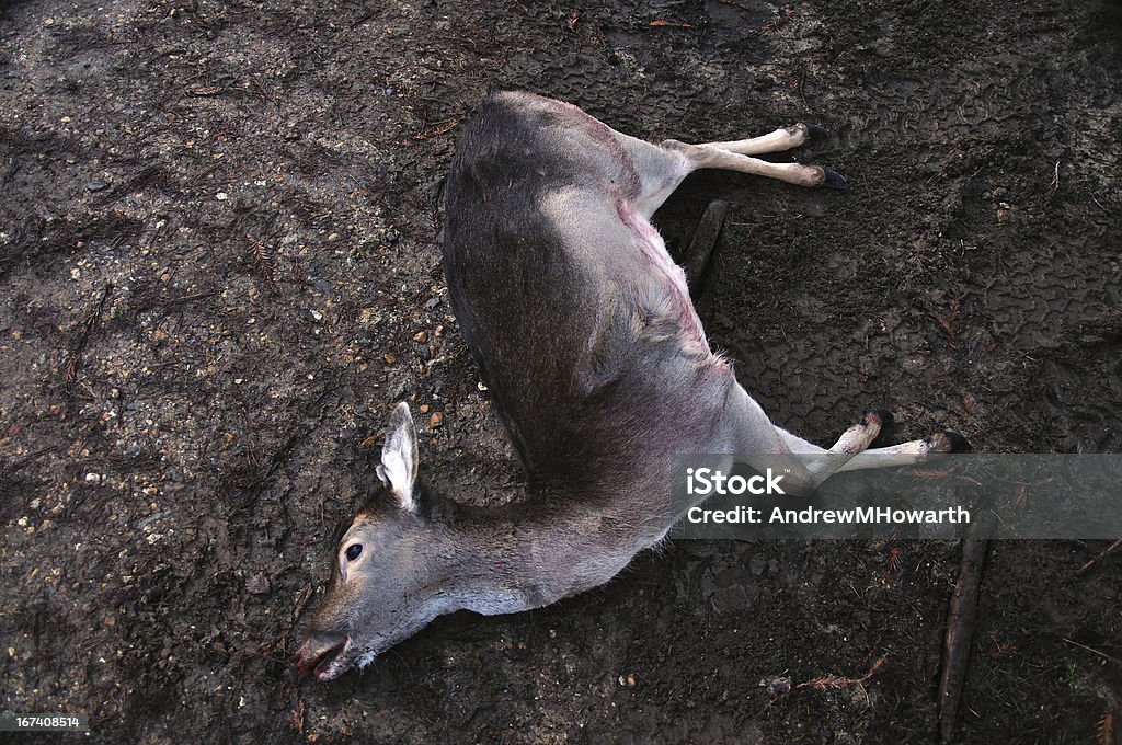 Dead deer sur la boue de - Photo de Famille du cerf libre de droits