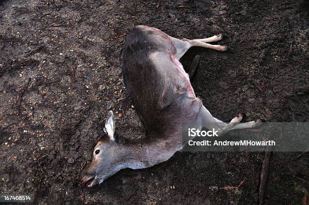 Photo libre de droit de Dead Deer Sur La Boue De banque d'images et plus d'images libres de droit de Famille du cerf - Famille du cerf, Chevreuil, Mort - Concepts