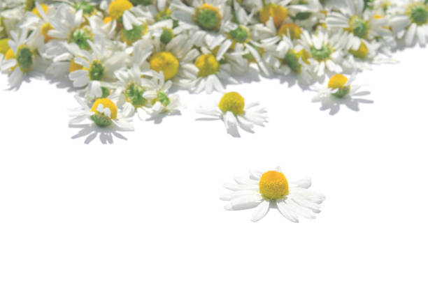 istock Medical medicinal chamomile lies on a white background 1674095763