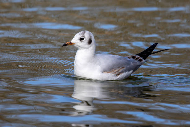 istock The European Herring Gull, Larus argentatus is a large gull 1674104903