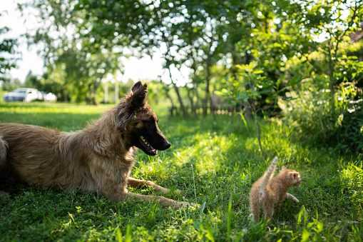 Dog with cute little kitten who is exploring nature.