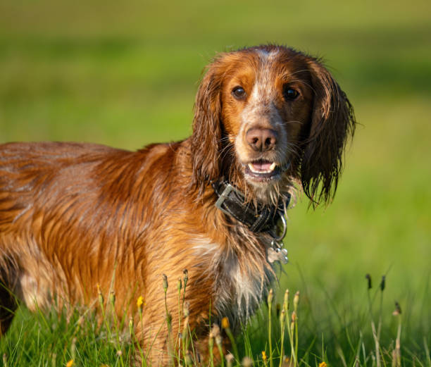 istock Working Cocker in a meadow, Oslo Norway 1674109048