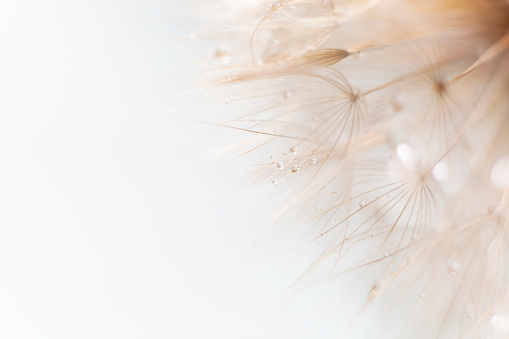 Macro shot of dandelion seed in the right up corner with some raindrops and big white copy space.